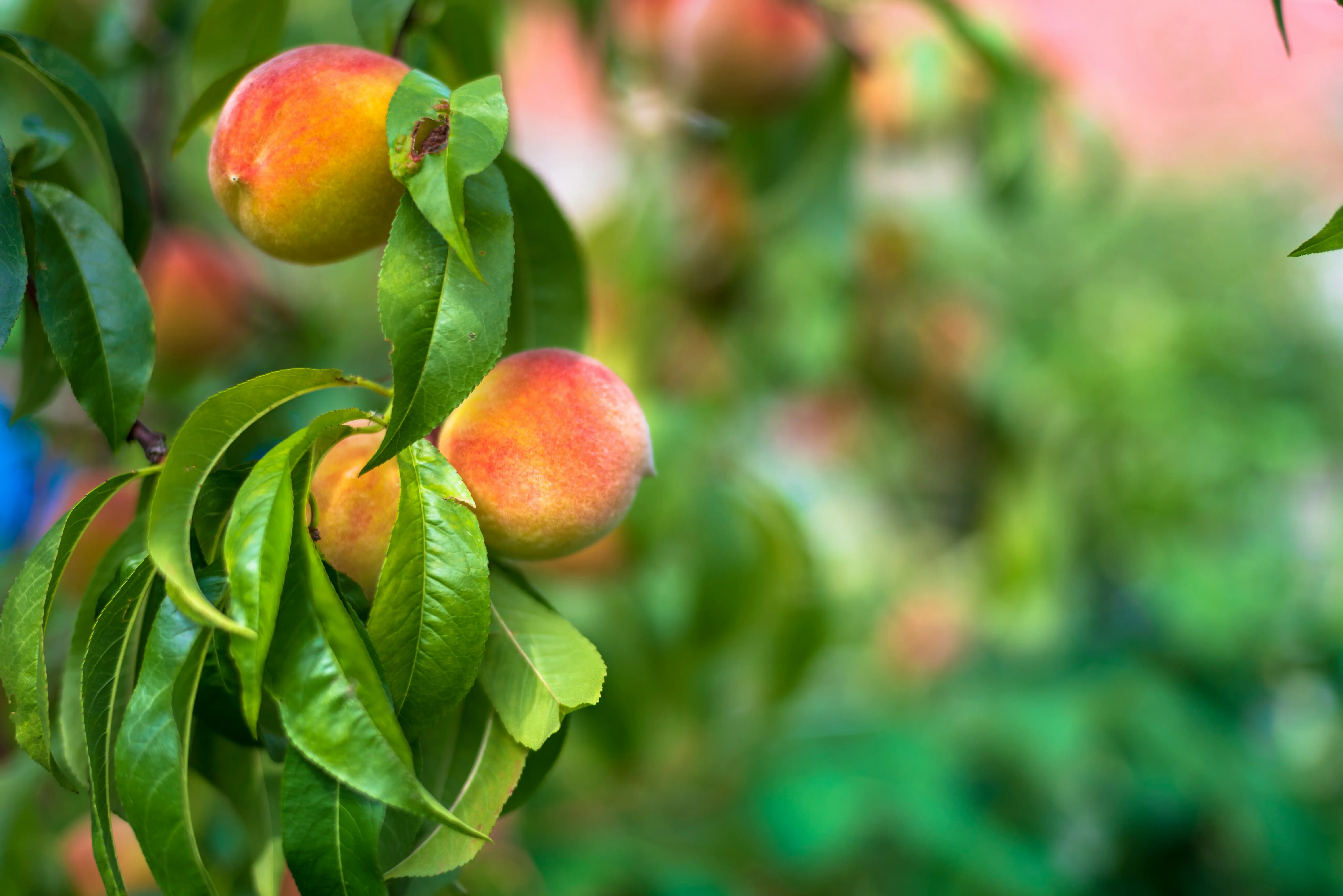 Fresh peaches growing on tree branch in backyard garden, ripe peach fruit for smoothie recipe